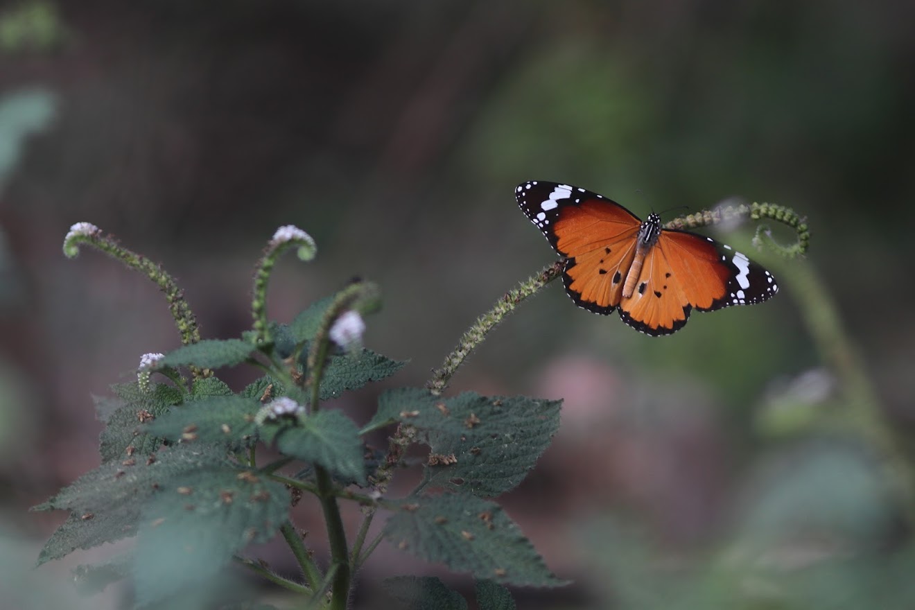 photos/Butterfly in the IITM Marsh.jpg